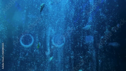 気泡の中に群れる魚