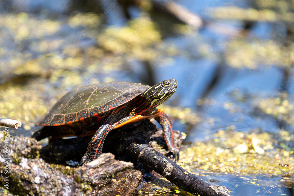 Painted turtle basking on a log Painted turtle basking on a log