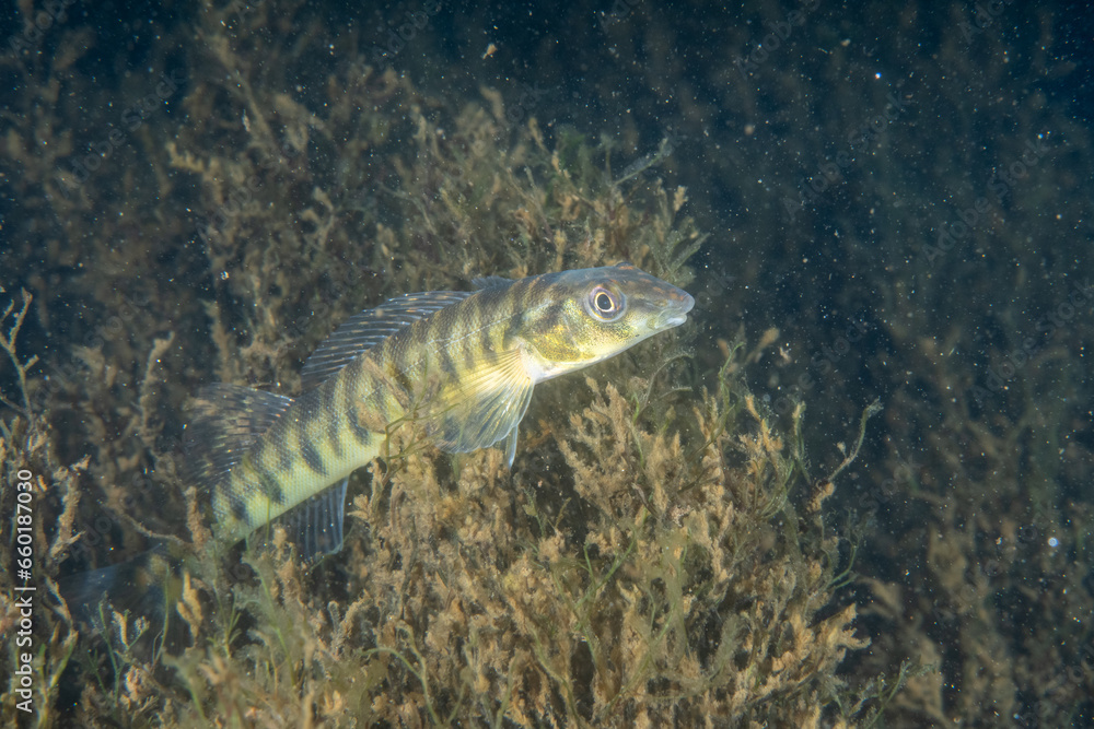 Logperch darter on grassy river bed Logperch darter on grassy river bed