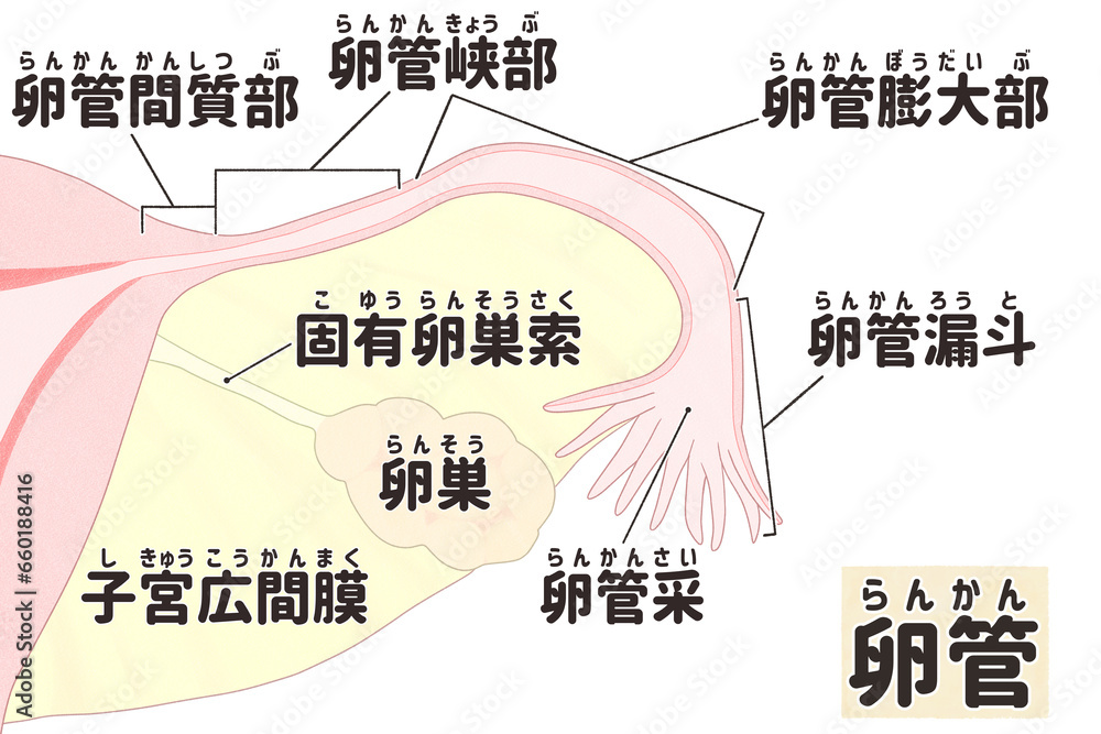 Fallopian tube labeled diagram; Female reproductive system PNG Stock