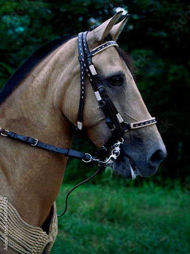 Fotografie Elegance in Motion: Close-up of Paso Fino Horse