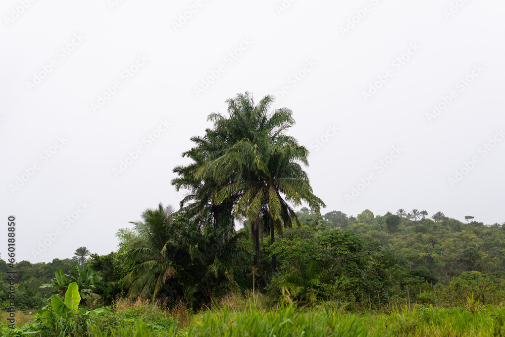 A tree in the middle of the green forest.