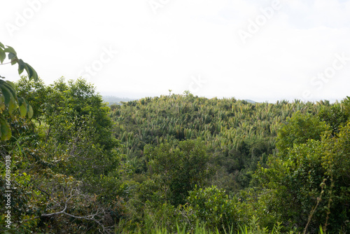 View of a landscape of fields of trees and green plants. Winter season.