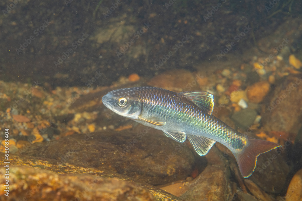 Alabama shiner in a river Alabama shiner in a river