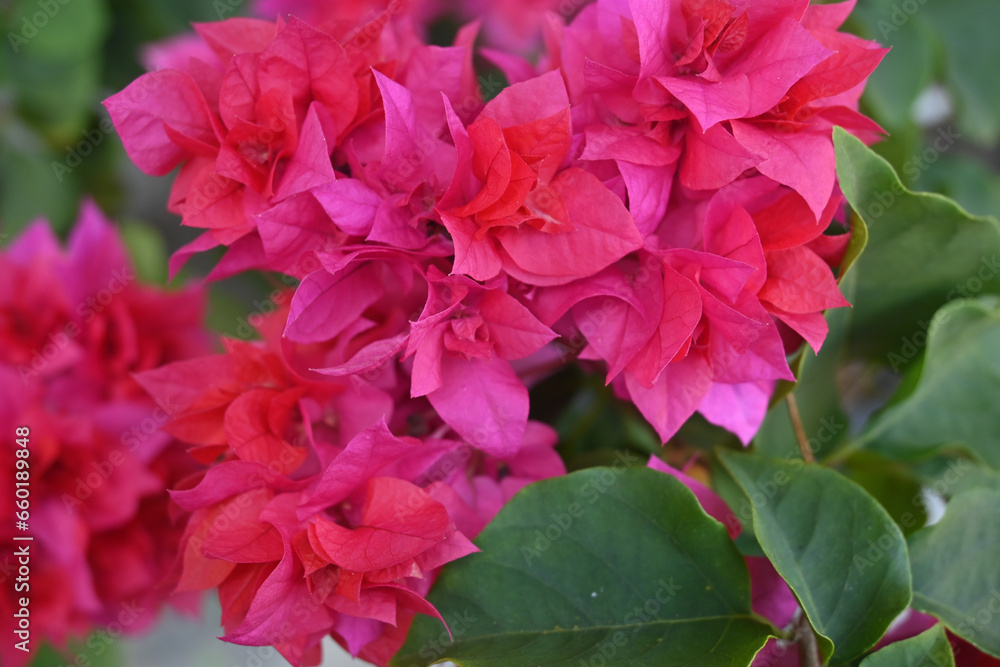 Bougainvillea glabra, the lesser bougainvillea or paperflower is the most common species of bougainvillea used for bonsai. Pink paperflower on a yard. pink baugenville flowers moving in the wind.