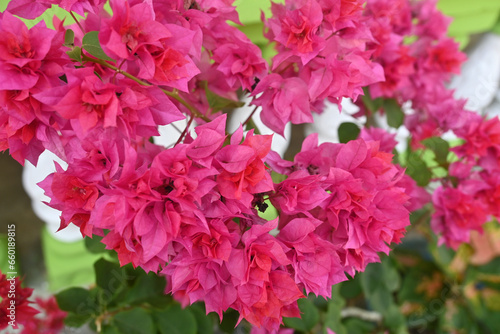 Bougainvillea glabra, the lesser bougainvillea or paperflower is the most common species of bougainvillea used for bonsai. Pink paperflower on a yard. pink baugenville flowers moving in the wind. photo