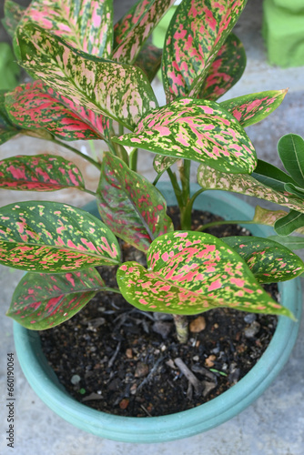 close up of Aglaonema 'Anyamanee' Chinese Evergreen leaves which have pink and green spots.  photo