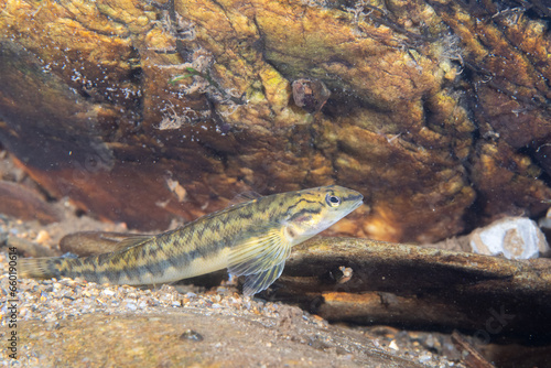 Fotografie Bronze darter in bottom of river