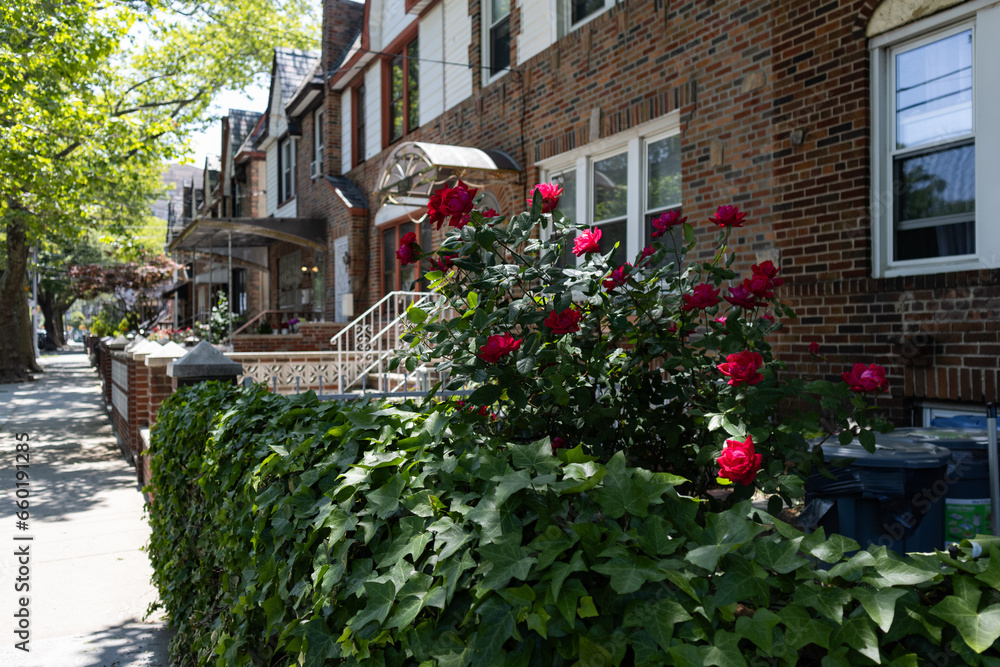 Beautiful Red Roses and Plants along a Row of Old Brick Neighborhood Homes along a Sidewalk in Long Island City of New York City