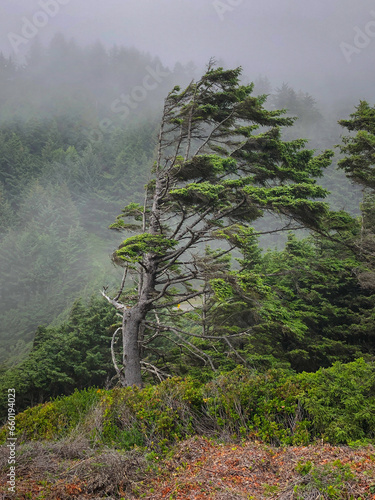 Tree fighting mother nature