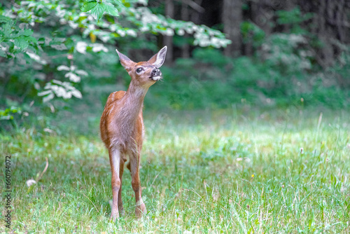 baby deer in the grass © robert