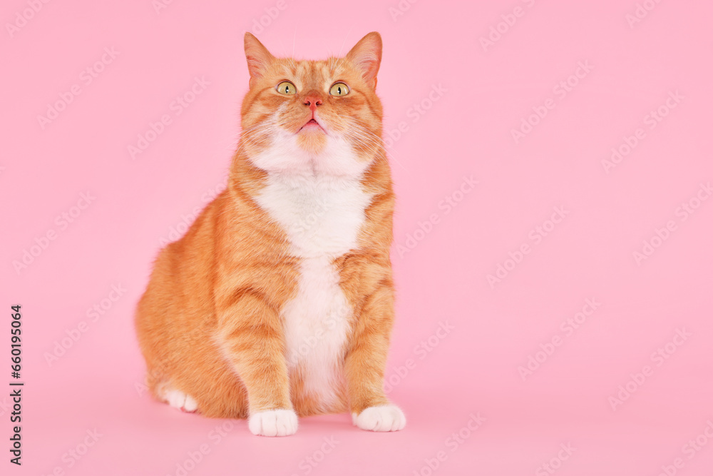 Adorable fluffy cat on pink background, space for text