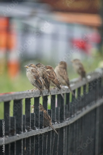 sparrows on the fence in the rain © Benjamin Huang