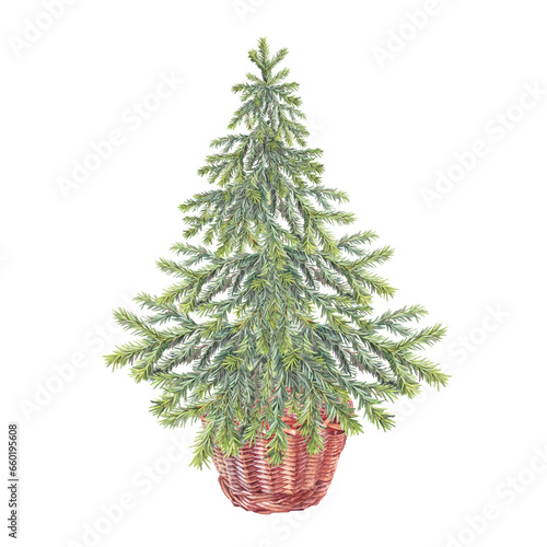 Watercolor green christmas tree and basket isolated on white background. Forest evergreen fir or pine for sticker or card. Realistic hand-drawn clipart for new year celebration or wrapping wallpaper