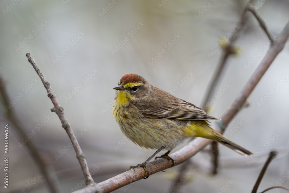 Fototapeta premium Closeup of a palm warbler on a perch