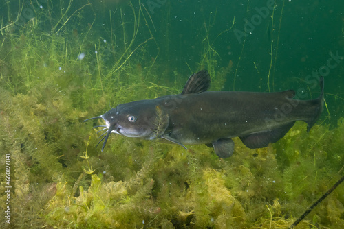 Channel catfish in a lake