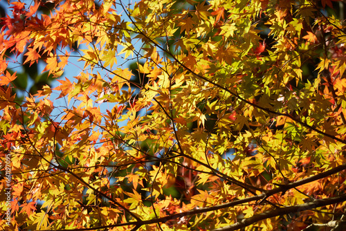 黄色に輝く秋の景色