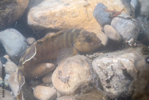 Bluebreast darter at bottom of river photo