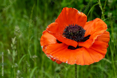A macro of a single oriental poppy blooming in a garden of green grass. The single orange crepe paper petals surround a purple center. The ornamental flowering plant is covered in dark purple pollen.