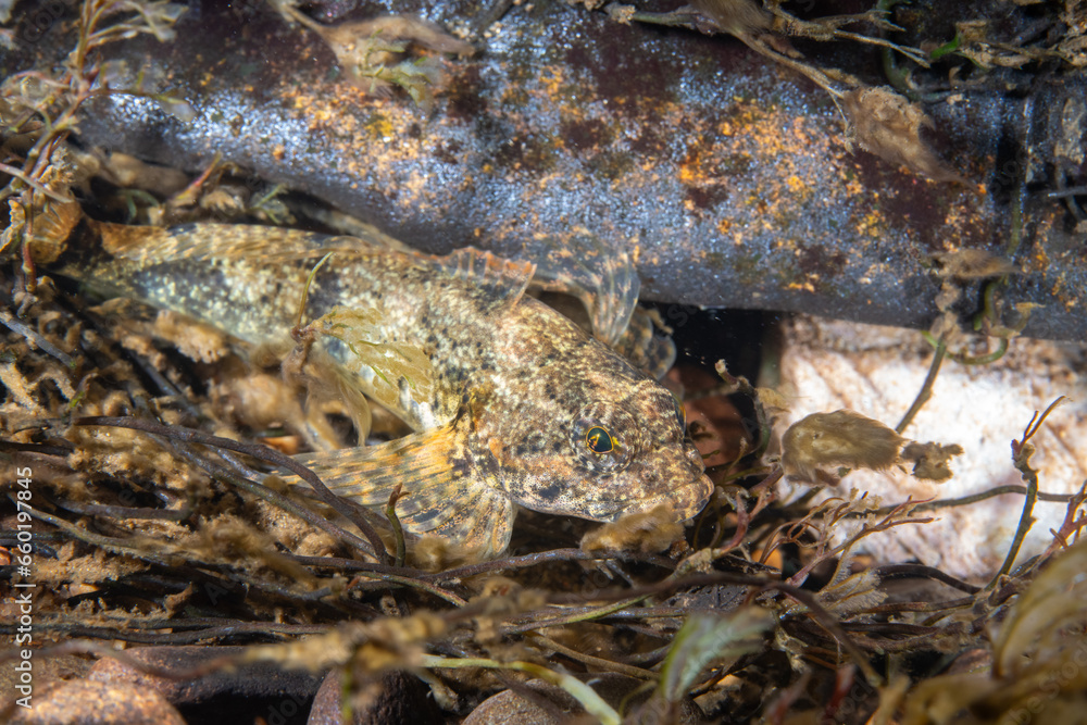 Banded sculpin hiding among rocks in a river