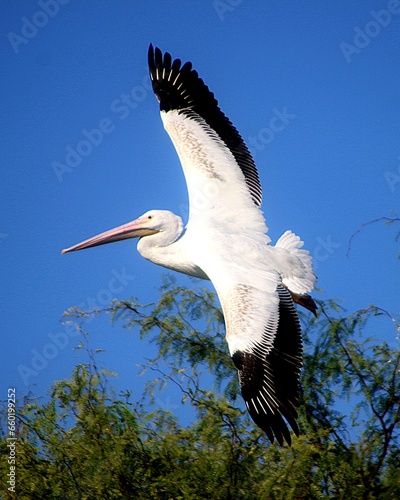 American  White Pelican in Flight 