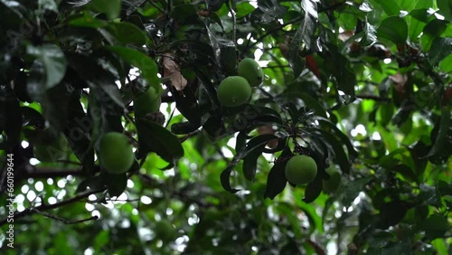 Indian Mango tree after rain