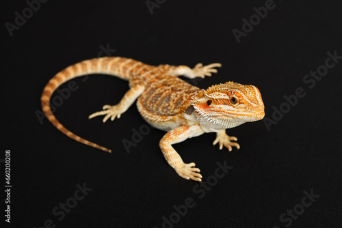 Bearded dragon  pogona vitticeps  isolated on black background  Tiger Pattern Morphs. Professional studio macro photography on isolated black background