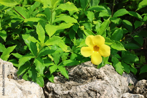 黄色いAllamanda catharticaの花 photo