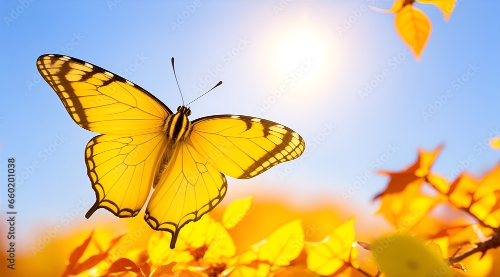 Macro of beautiful butterfly flying near autumn yellow leaves in fall season at sunrise on light background. Banner Macro of beautiful butterfly flying near autumn yellow leaves in fall season at sunrise on light background. Banner