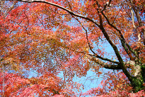 秋に魅せる真っ赤に染まる美しい紅葉の木