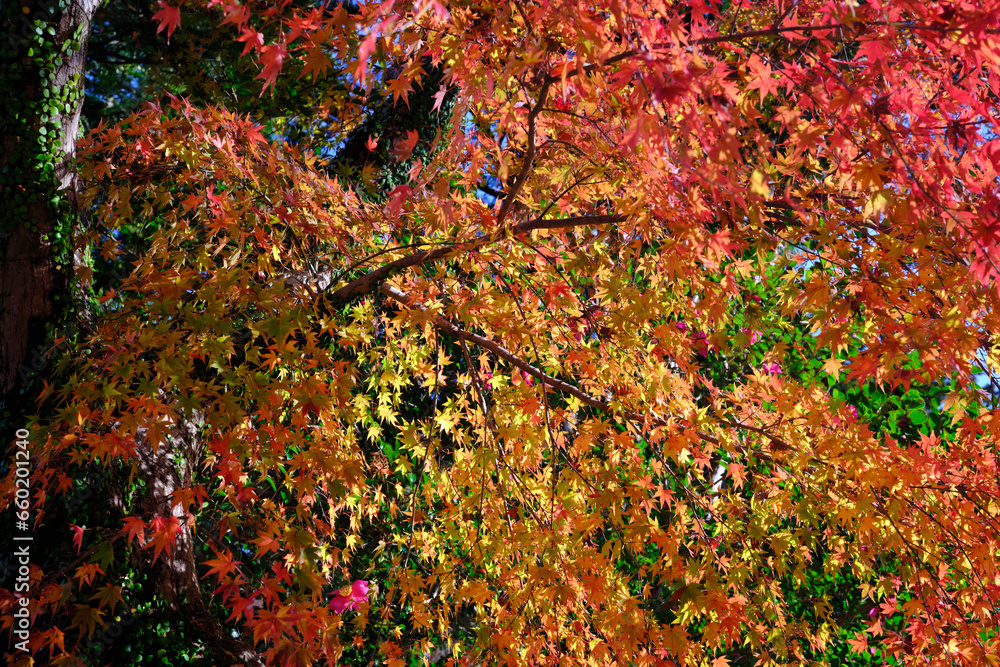 色づく可愛い秋の葉っぱ