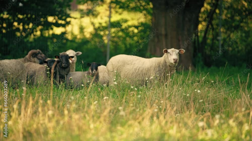 group of sheeps resting on the grass, natural breed, animals concept. High quality 4k footage group of sheeps resting on the grass, natural breed, animals concept. High quality 4k footage