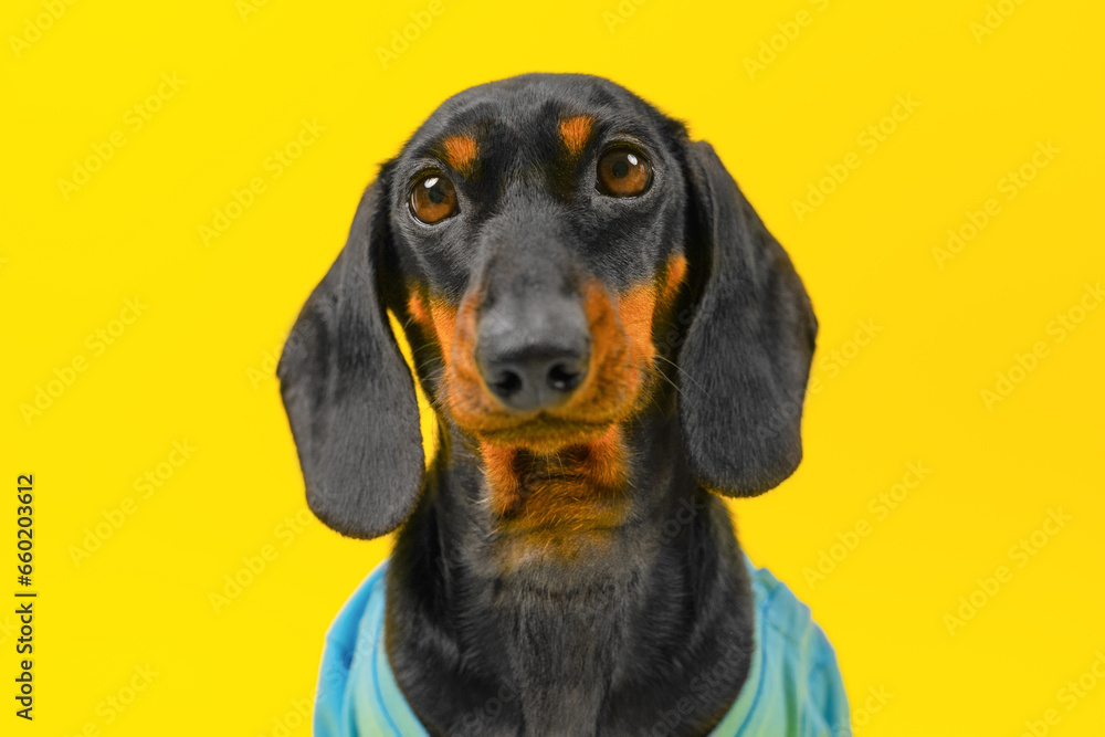 Portrait of small dog dachshund with long ears, sad innocent look on a yellow background. Face of innocent abandoned puppy, animal protection raising funds for nurseries Veterinary clinic for pets