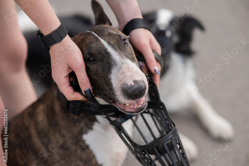Obraz na płótnie The owner puts a muzzle on a bull terrier dog on a walk outdoors.