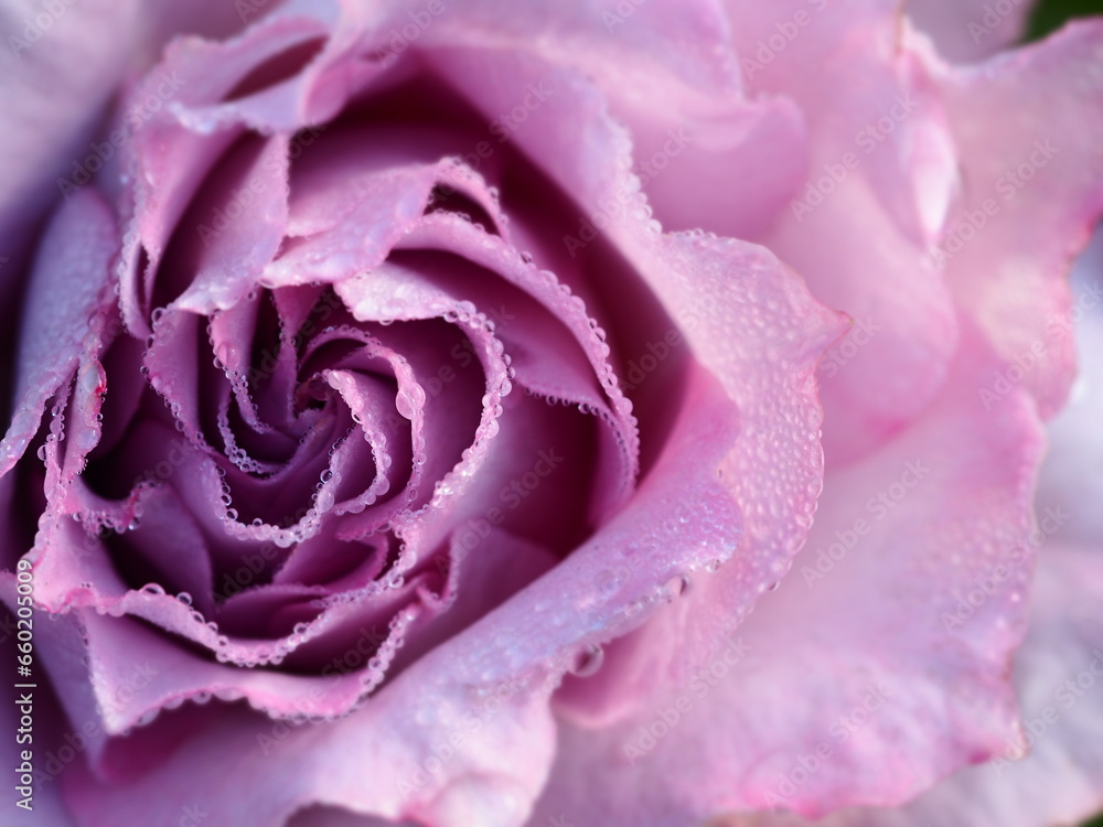 雨上がりのバラの花