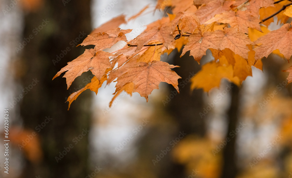 Vibrant Maple Leaves in Autumn Splendor: Nature's Fiery Orange Beauty. Northern Ontario Photography. Vibrant Maple Leaves in Autumn Splendor: Nature's Fiery Orange Beauty. Northern Ontario Photography.