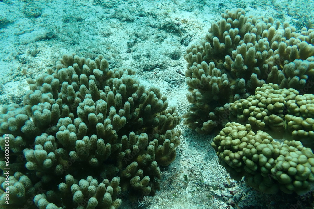 海の中の珊瑚のアップ 海の中の珊瑚のアップ