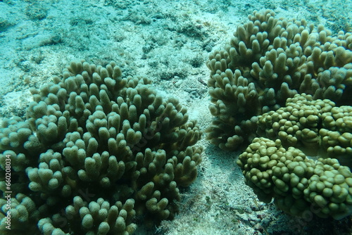 海の中の珊瑚のアップ