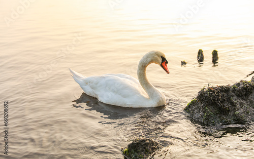 white swan glides serenely on tranquil sunset lake  embodying beauty  elegance  and tranquility in a pristine natural setting