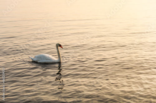 white swan glides serenely on tranquil sunset lake, embodying beauty, elegance, and tranquility in a pristine natural setting