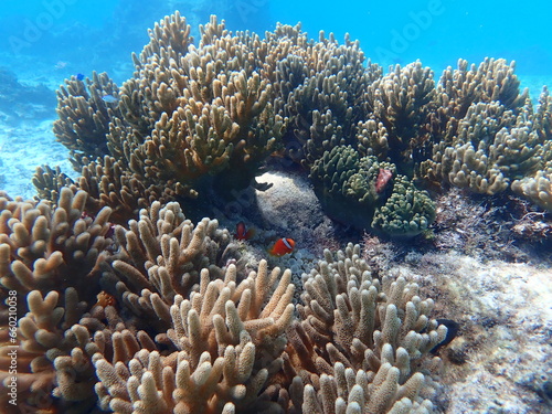 様々なサンゴの間から顔出すクマノミ（Amphiprion frenatus） photo