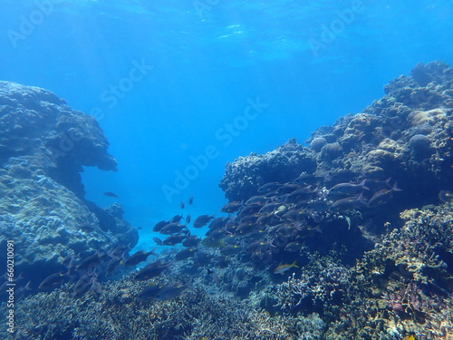 青く綺麗な海と様々なサンゴと熱帯魚が生息する風景
