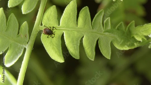 Under view of single parasitic hard tick sitting on bracken fern. Zoom in photo