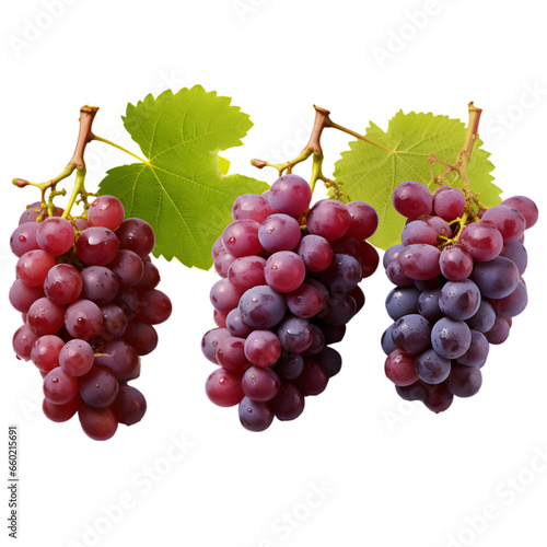 Wine grapes, table grapes. Fresh fruit. Miscellaneous, 32k resolution, best quality, clip art isolated on transparent background