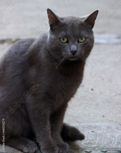 Gray cat © Svetlana
