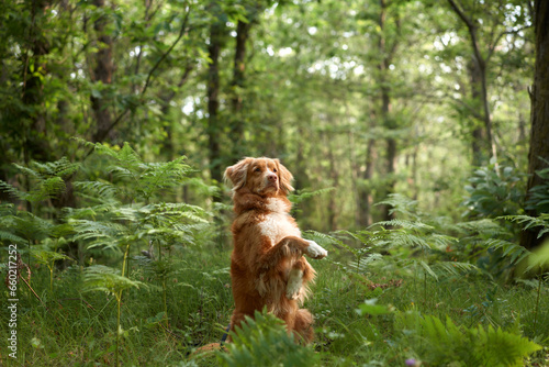 red dog in the forest. Nova Scotia Duck Retriever in nature. Adventure, traveling with a pet