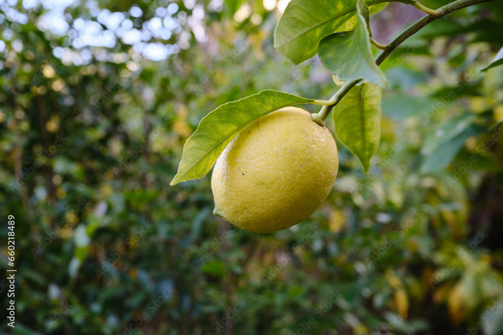 収穫時期を迎えた黄色いレモン