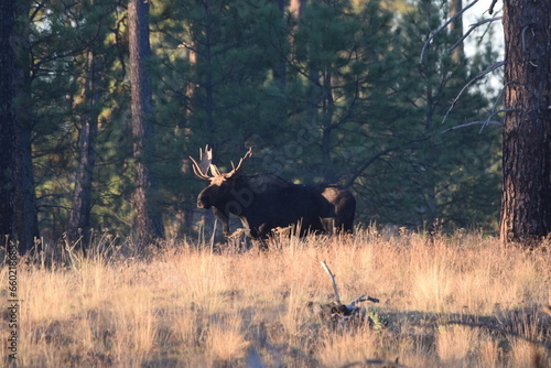 Large bull moose walking in woods. 