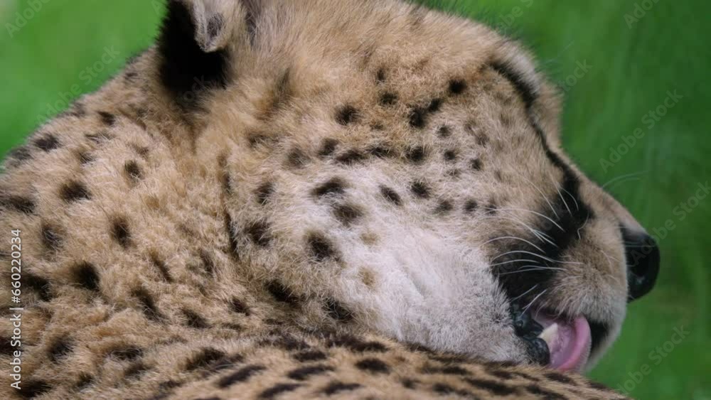 Cheetah licking and cleaning its fur close up shot Cheetah licking and cleaning its fur close up shot