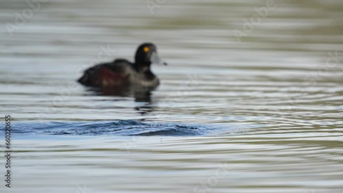 Female New Zealand Scaup duck dives underwater in slow motion on a lake photo